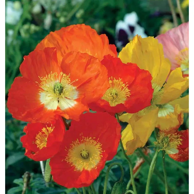 West Coast Seeds Flower Seeds - Poppies - Iceland Poppy  0.25g