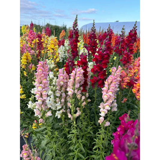 West Coast Seeds Flower Seeds - Snapdragons - Rainbow Mix  10g