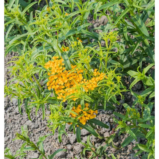 West Coast Seeds Herb Seeds - Mexican Tarragon Organic  0.1g