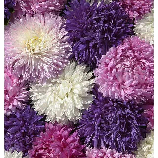 West Coast Seeds Flower Seeds - Aster - King Size Formula Mix  0.1g