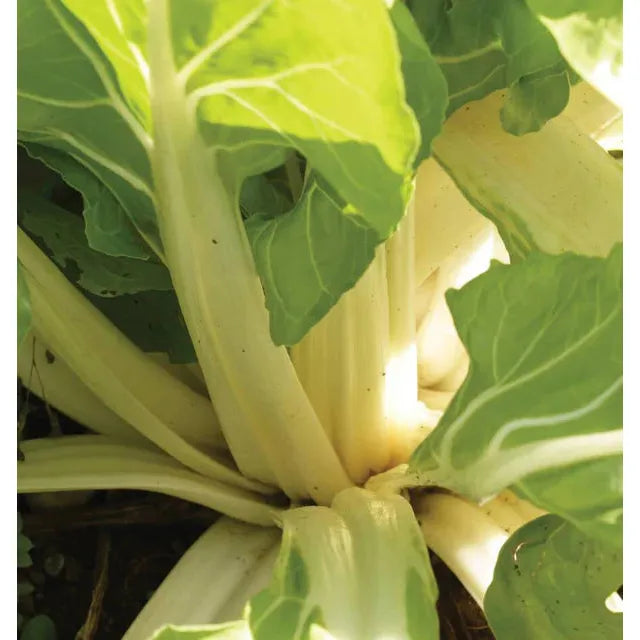 West Coast Seeds Vegetable - Swiss Chard - Fordhook Giant  3g