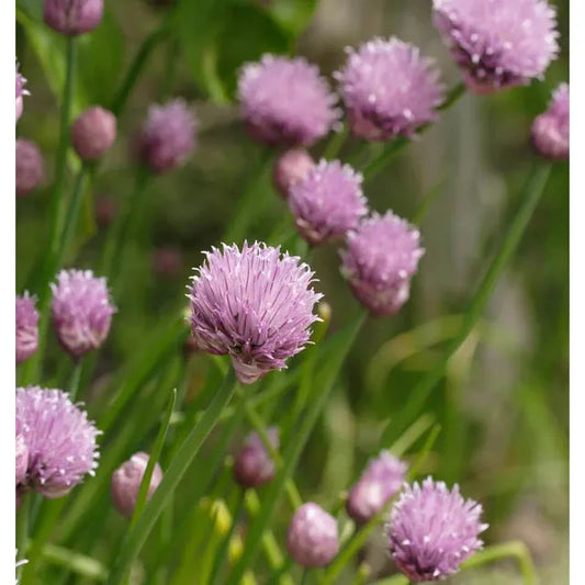 West Coast Seeds Herb Seeds - Chives  1g