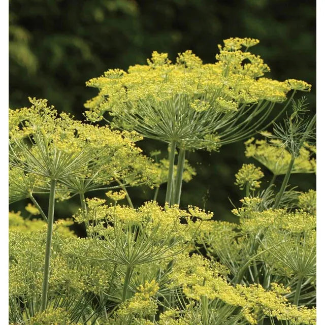 West Coast Seeds Herb Seeds Dill - Dill Dukat  1g