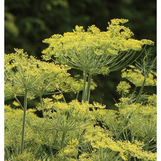 West Coast Seeds Herb Seeds Dill - Dill Dukat  1g