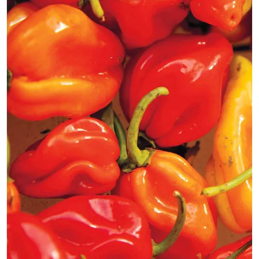 West Coast Seeds Vegetable - Pepper-Hot - Habanero  0.25g
