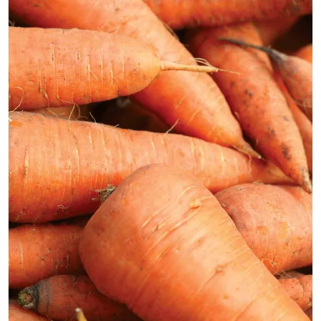 West Coast Seeds Carrots - Royal Chantenay  1g