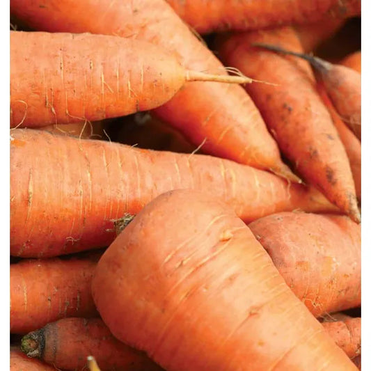West Coast Seeds Carrots - Royal Chantenay  1g