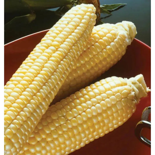 West Coast Seeds Corn - Sugar Buns F1  20g