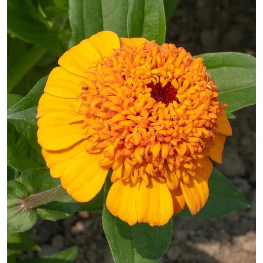 West Coast Seeds - Flower Seeds - Zinnias Orange Cupcake  1g