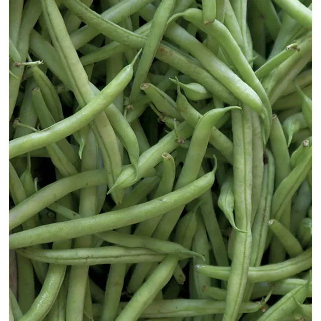 West Coast Seeds Beans - Kentucky Blue 20g