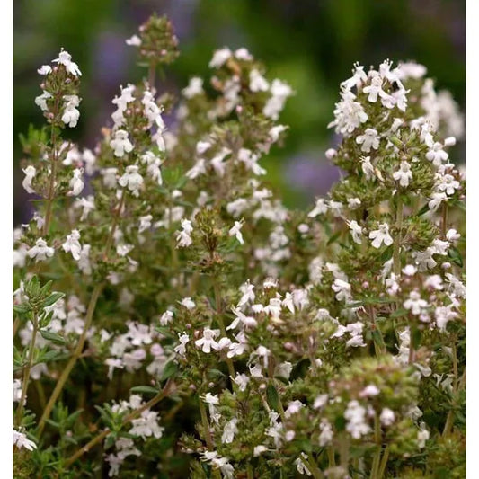 West Coast Seeds Herb Seeds - Winter Thyme  0.1g
