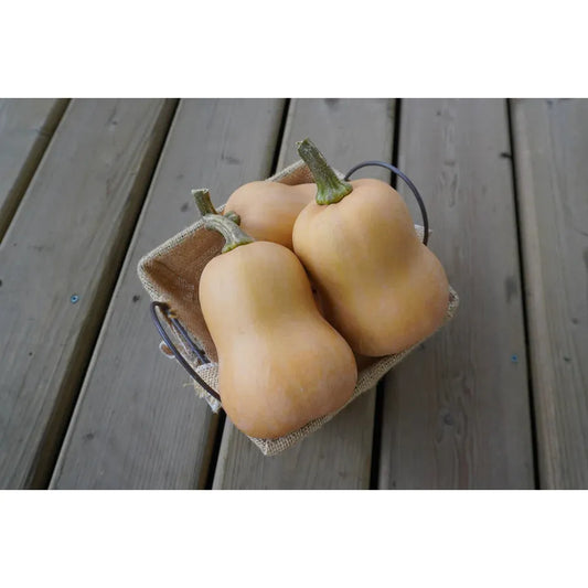 West Coast Seeds - Vegetable Seeds - Butterbaby F1 Organic  10 Seeds