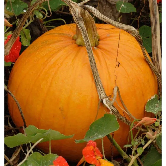 West Coast Seeds Vegetable - Pumkins - Jack of All Trades F1   3g