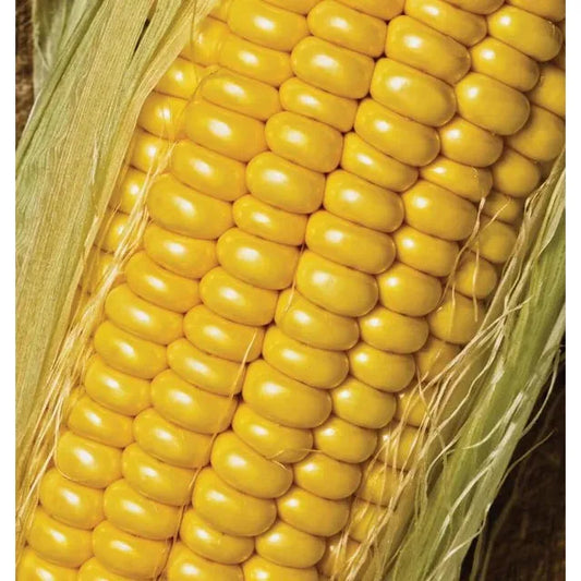 West Coast Seeds Corn - Golden Jubilee F1  10g