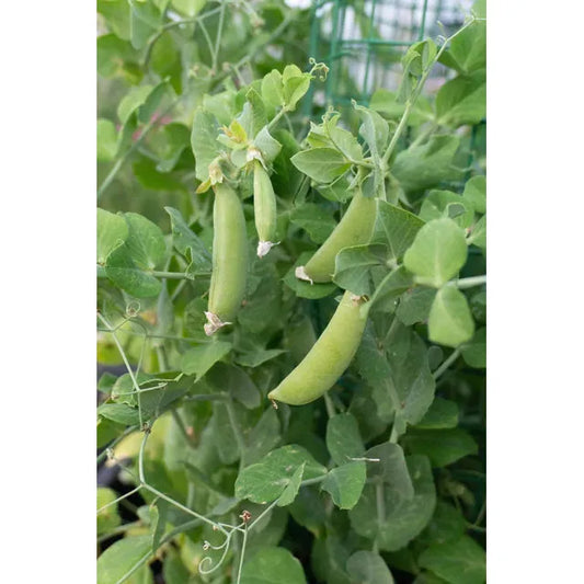 West Coast Seeds Vegetable Seeds - Peas - Little Snappea Crunch  75g
