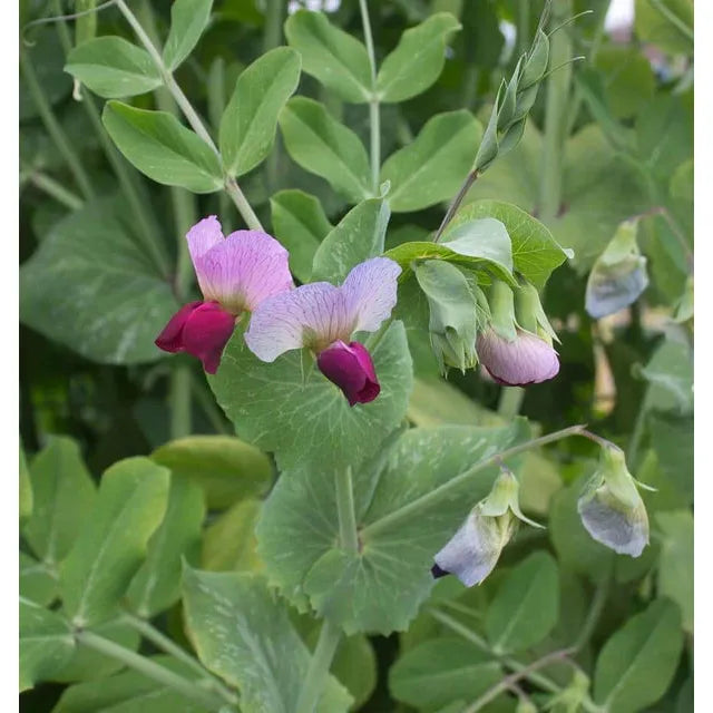 West Coast Seeds - Vegetable Seeds - Dwarf Grey Sugar Snow Pea  20g