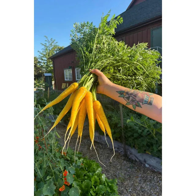 West Coast Seeds Carrots - Gold Nugget F1  250 Seeds