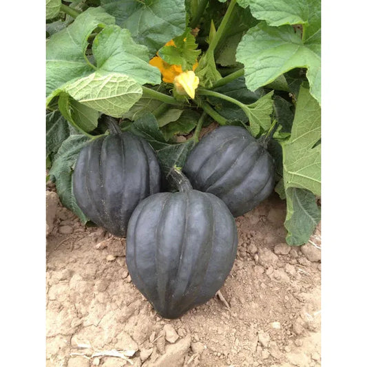West Coast Seeds - Vegetable Seeds - Squash - Black Bellota    10 Seeds - Irvine Tack & Western Wear