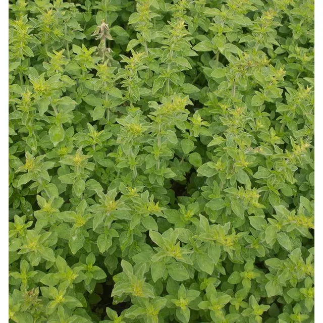 West Coast Seeds Herb Seeds - Greek Oregano Organic   0.1g