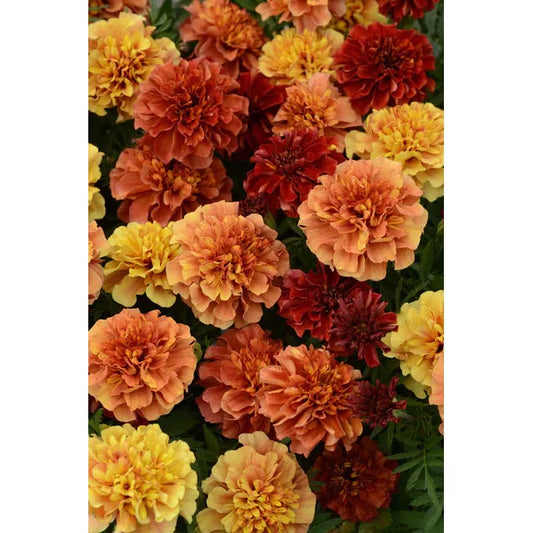 West Coast Seeds Flower Seeds - Marigold - Strawberry Blonde 25 Seeds - Irvine Tack & Western Wear