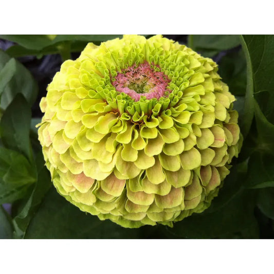 West Coast Seeds - Flower Seeds - Queeny Lime with Blotch Zinnia 25 Seeds