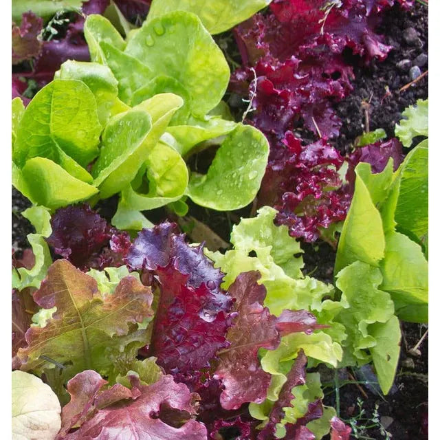West Coast Seeds - Vegetable Seeds - Lettuce Super Gourmet Salad Blend   5g