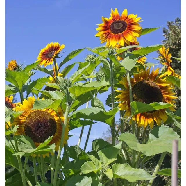 West Coast Seeds Flower Seeds - Sunflowers - Solar Power  1g
