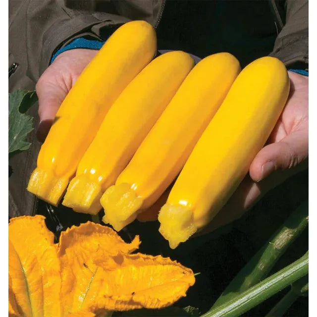 West Coast Seeds Vegetable - Summer Squash - Yellowfin F1 Organic F1   10 Seeds