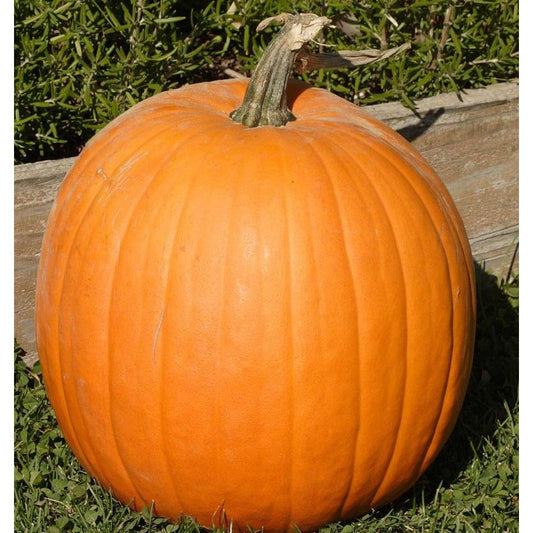 West Coast Seeds Vegetable - Pumkins - Neon F1  2g