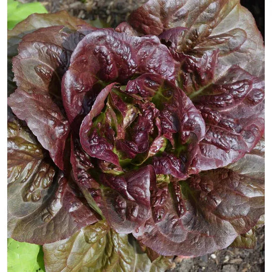 West Coast Seeds Vegetable Seeds - Lettuce - Pomegranate Crunch Pelleted Organic   50 Seeds (Copy)