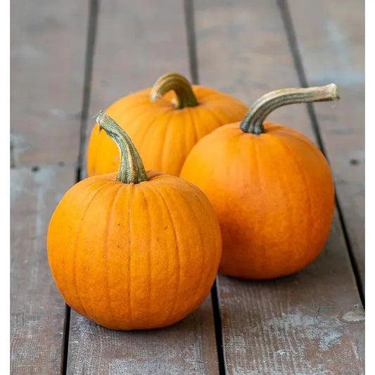 West Coast Seeds Vegetable - Pumkins - Small Sugar  3g