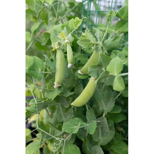 West Coast Seeds Vegetable Seeds - Peas - Little Snappea Crunch  15g