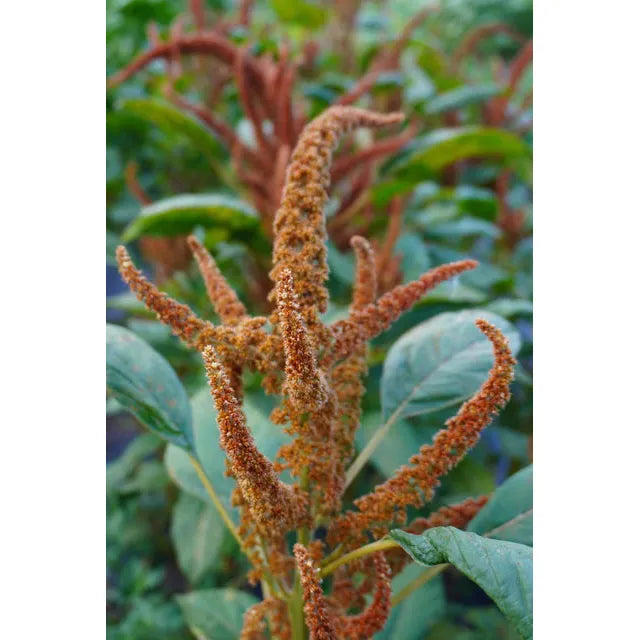 West Coast Seeds Flower Seeds - Amaranth - Hot Biscuits  0.25g