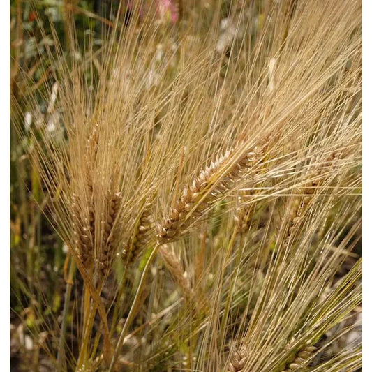 West Coast Seeds - Barley Seeds - Barley   125g