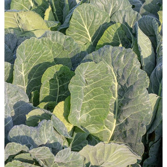 West Coast Seeds - Collards - Top Bunch 2.0   0.5g