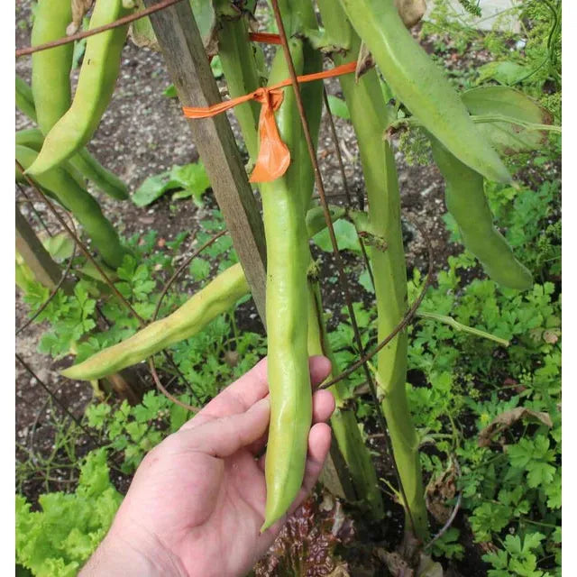 West Coast Seeds Beans - Windsor 20g