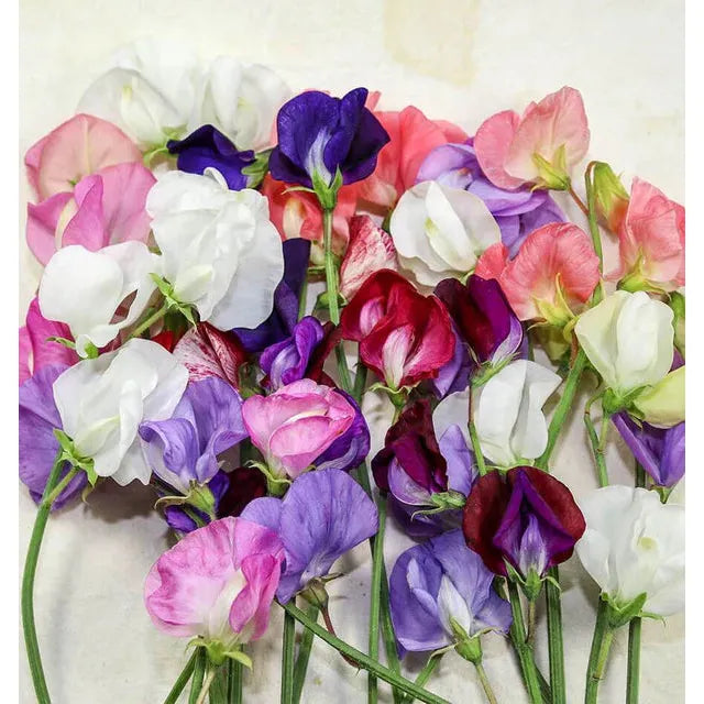 West Coast Seeds Flower Seeds - Sweet Peas - Old Spice Blend  5g