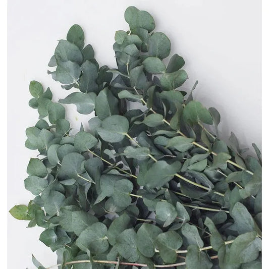 West Coast Seeds Flower Seeds - Eucalyptus Silver Dollar  20 Seeds