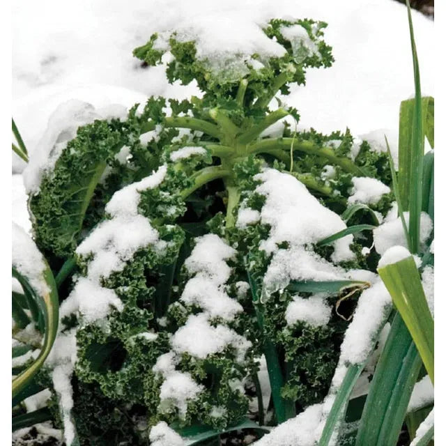 West Coast Seeds Vegetable Seeds - Kale - Winter Blend  1g