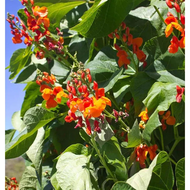 West Coast Seeds Beans - Scarlet Emperor 20g