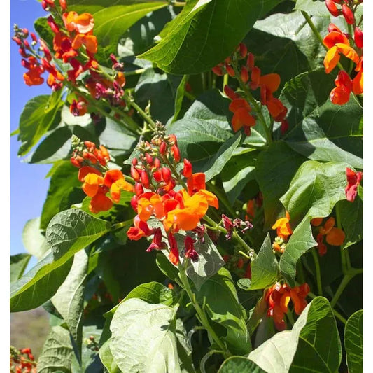 West Coast Seeds Beans - Scarlet Emperor 20g