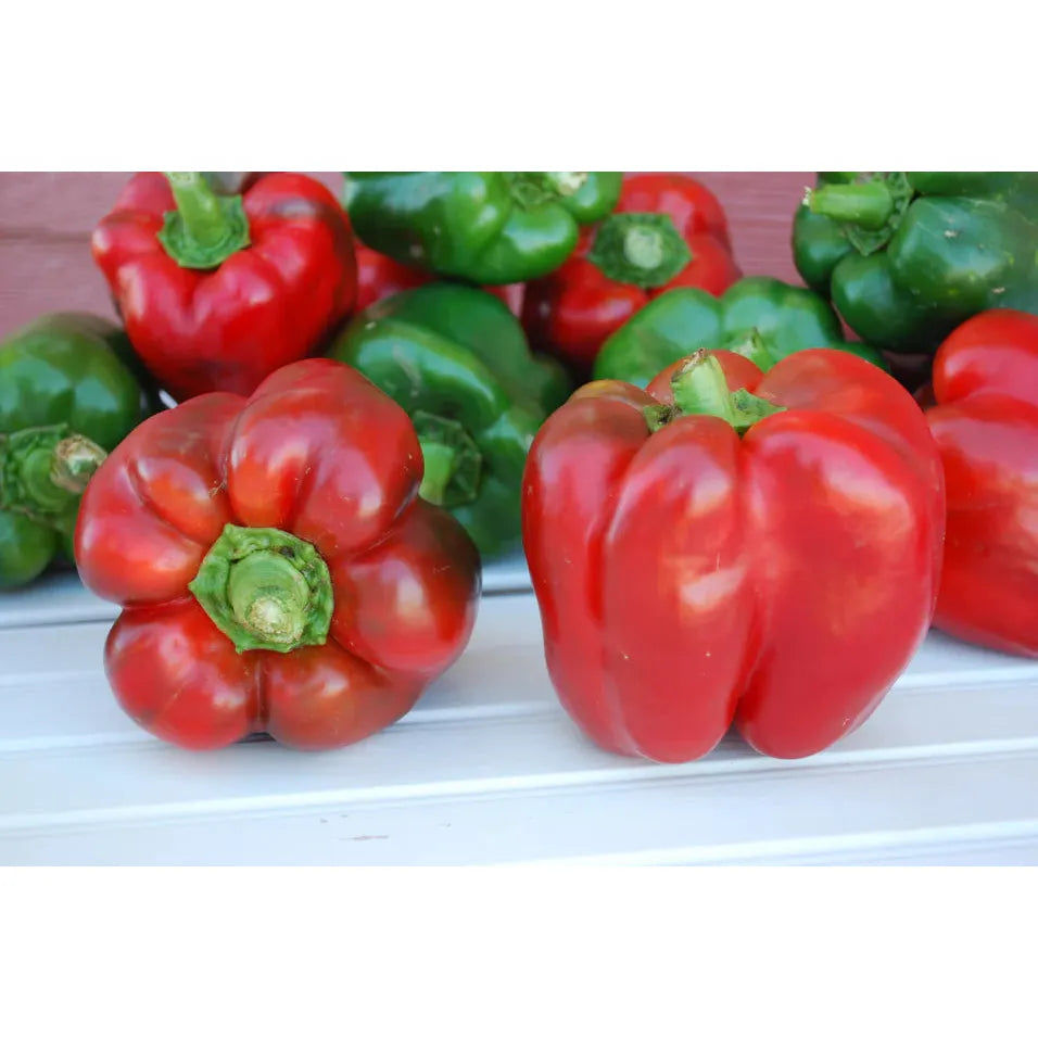 West Coast Seeds Vegetable - Pepper-Sweet - King of the North Organic  10 Seeds