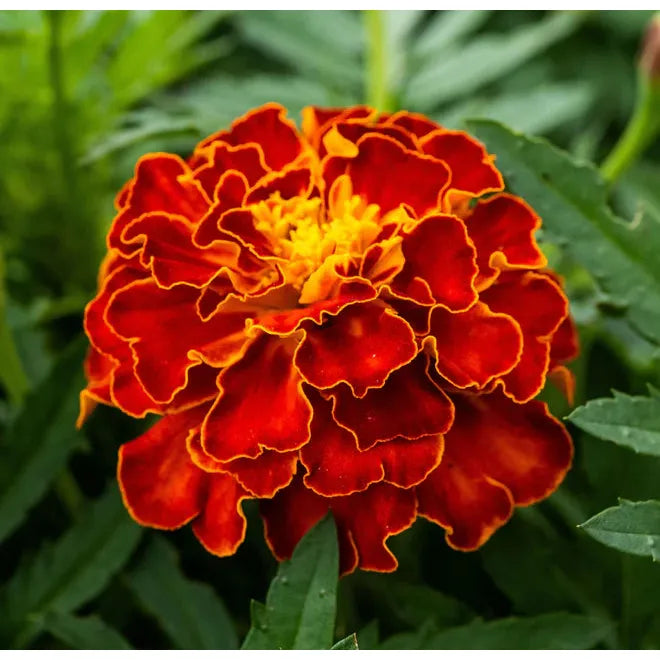 West Coast Seeds - Flower Seeds - Red Cherry  1g