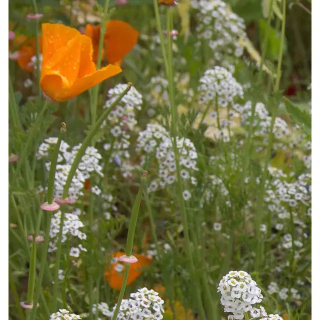 West Coast Seeds - Flower Seeds - Beneficial Insect Blend   25g