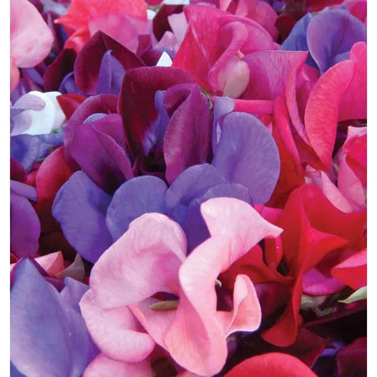 West Coast Seeds Flower Seeds - Sweet Peas - Mammoth Blend  5g