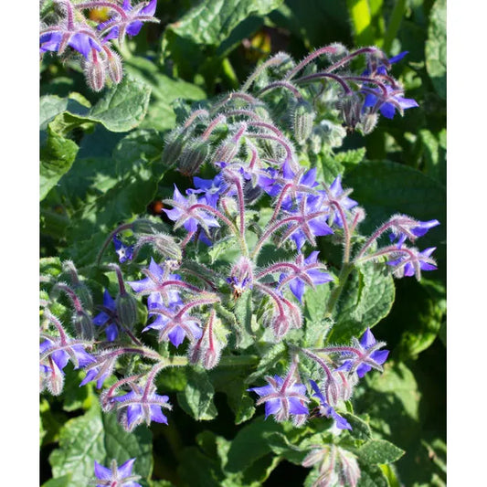 West Coast Seeds Herb Seeds - Borage - Borage  2g