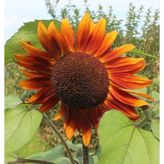 West Coast Seeds Flower Seeds - Sunflowers - Velvet Queen  2g