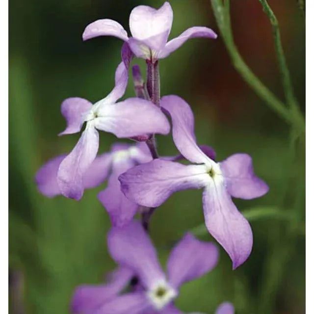 West Coast Seeds Flower Seeds - Stock - Evening Scented Stock  0.5g