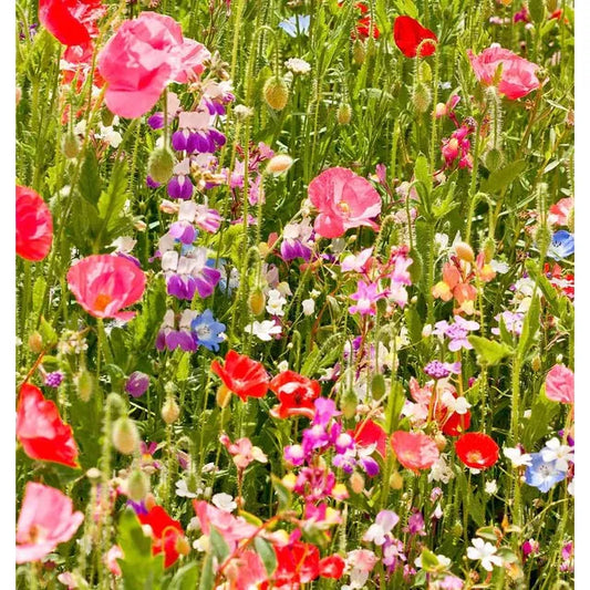 West Coast Seeds Flower Seeds - Wildflowers - Partial Shade Blend  25g