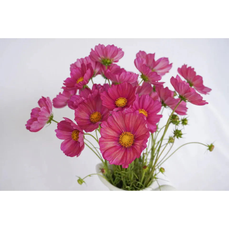 West Coast Seeds - Flower Seeds - Xsenia  25 Seeds
